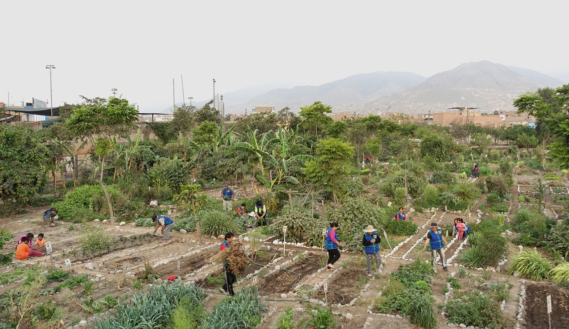 L’un des sites accompagnés par le Mocicc se situe à Comas, un quartier de la banlieue nord de Lima. C’est là que se trouvent les jardins bio communautaires « Mana » y « Mi Hermosa Huerta ». Ils sont regroupés sur un ancien square de 1000 m2, dont la mairie a autorisé l’usage pour les cultures.
